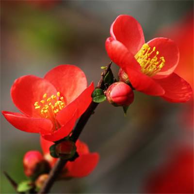 日本北海道松前町的染井吉野樱开花 比往年早了11天